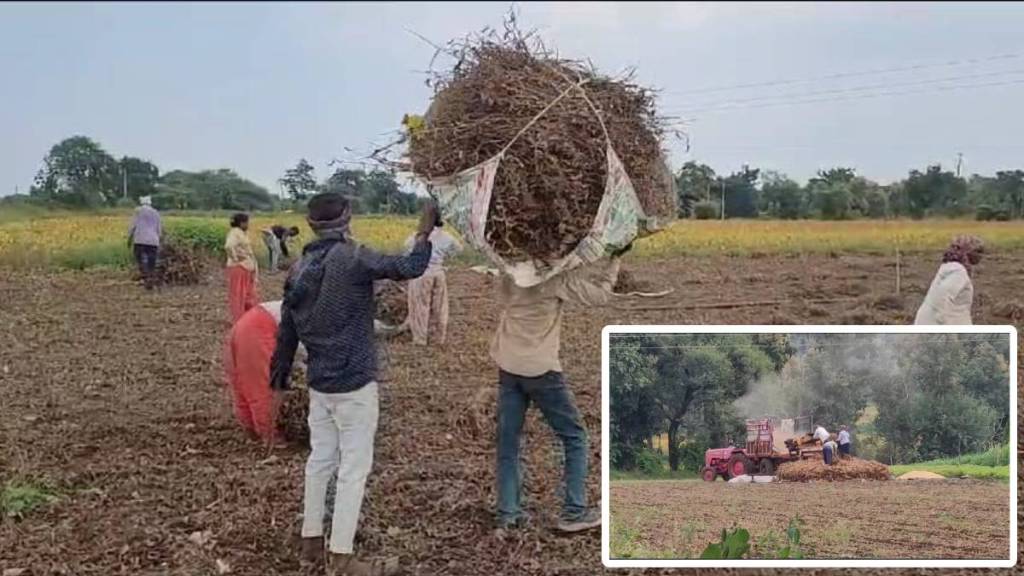 Soybean farmers in Buldhana