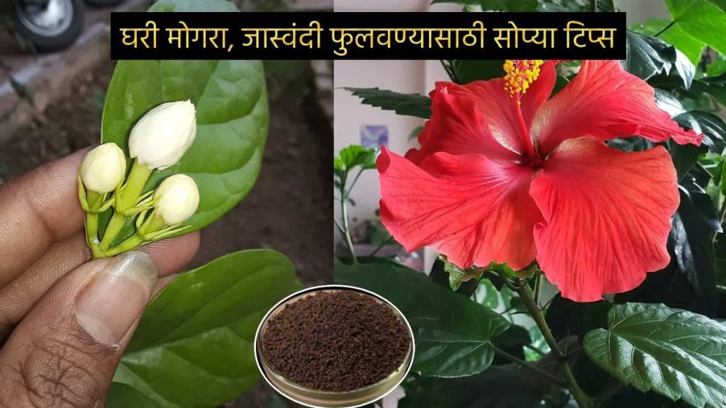 Flowers Garden at Home Balcony Grow Roses Zendu Jaswandi at Home With Simple Five Rupees Jugaad Watch Simple Home Tips