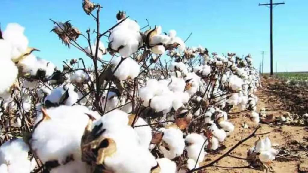 decline in cotton production