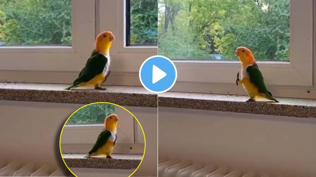 parrot parades like an army soldier video goes viral