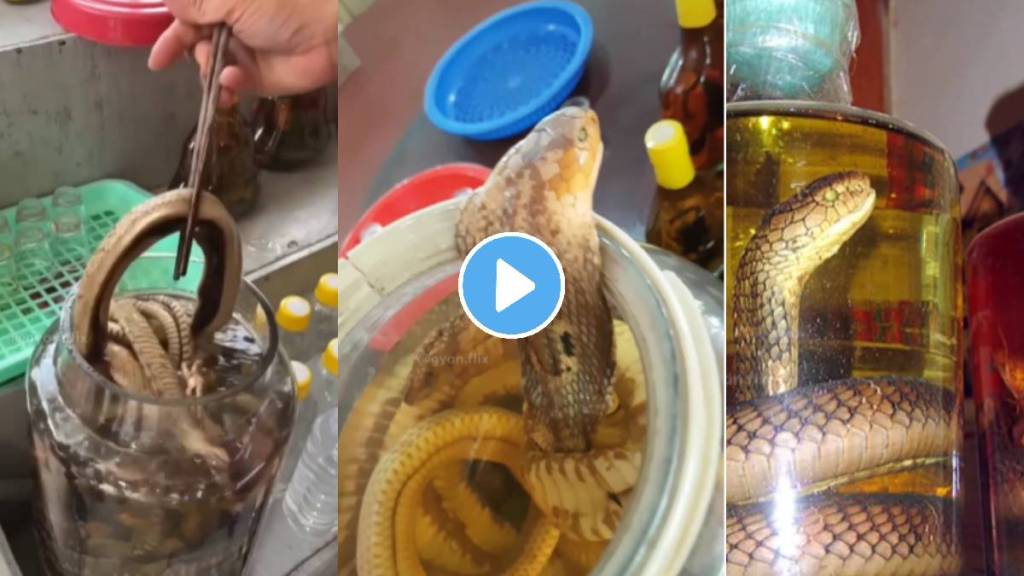 What Is Snake Wine, And Is It Safe To Drink? Snake Wine making video viral on social media