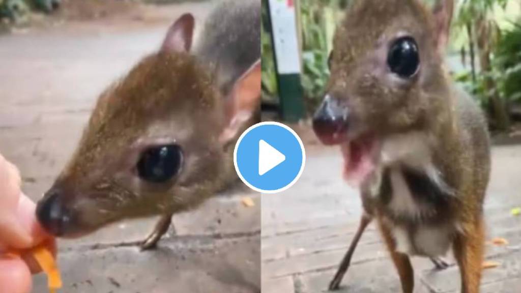 chevrotain viral video is it a rat or a deer people are unable to recognize the strange animal chevrotain viral video