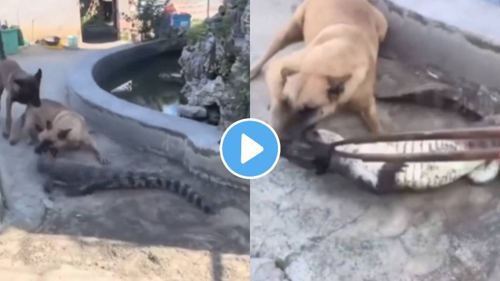 Dog attacked on a crocodile shocking video viral on social media