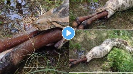 Villagers Rescue Newborn Deer From Python Swallowing Animal Video Viral News In Marathi