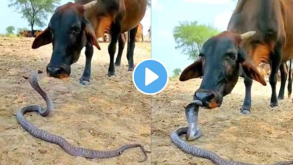 Cow Kiss King Cobra Viral Video trust gained through pure love video viral