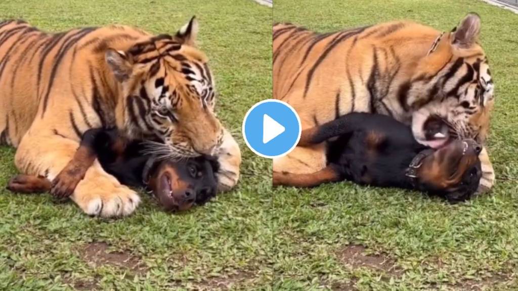 weird news tiger fall in love with dog watch shocking viral video