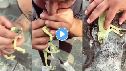 man saved life of a chameleon by giving cpr with mouth shocking video viral