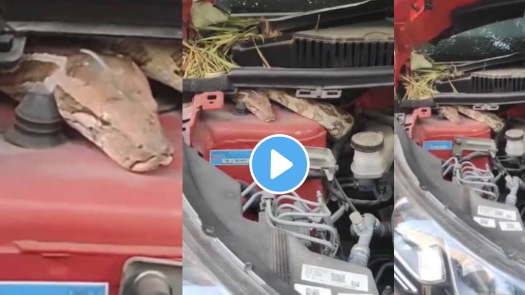 6 foot long python rescued from car engine in delhi shocking video viral