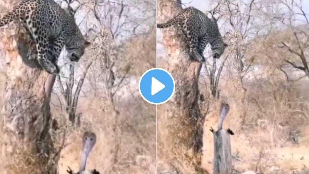 king cobra snake and leopard fight wildlife-video viral on social media