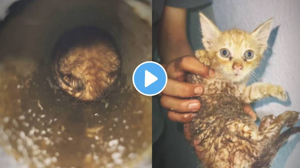 person saved the life of a cat stuck in a pipe in front of the video during the rescue viral