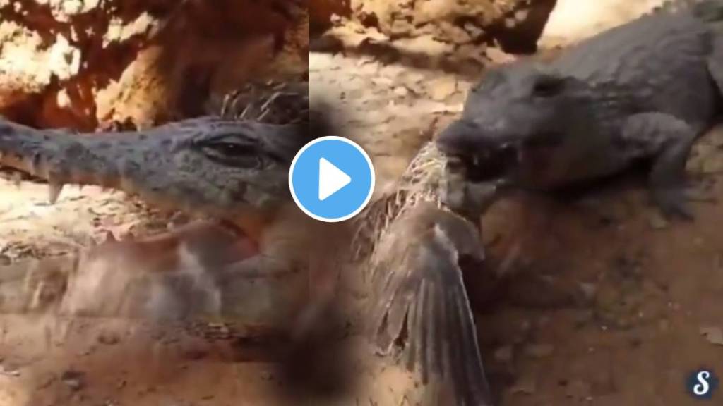 chicken her self enter in crocodile mouth scary attack video viral on social media wild life