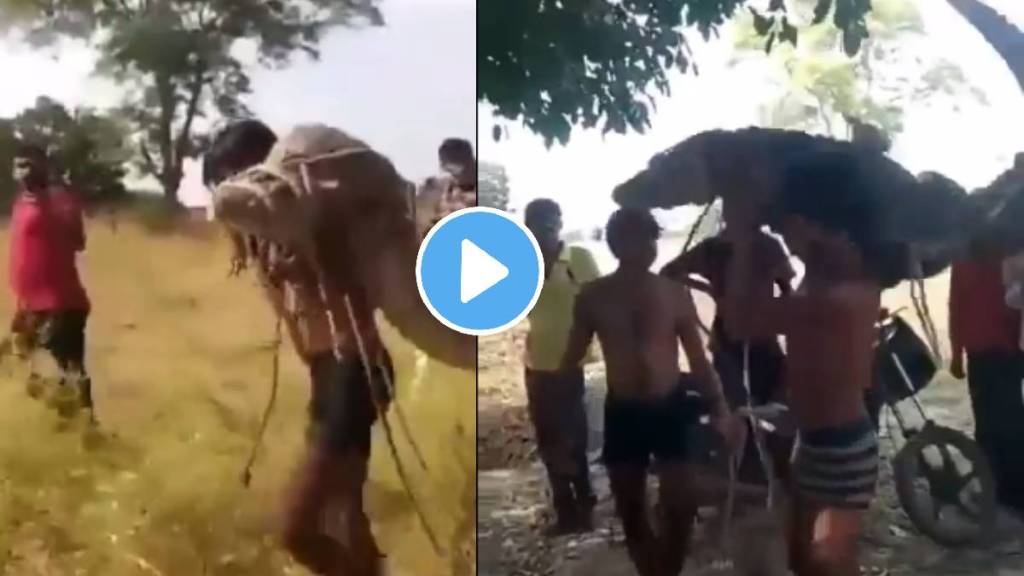 weird news man seen walking with dangerous crocodile on shoulders shocking video viral