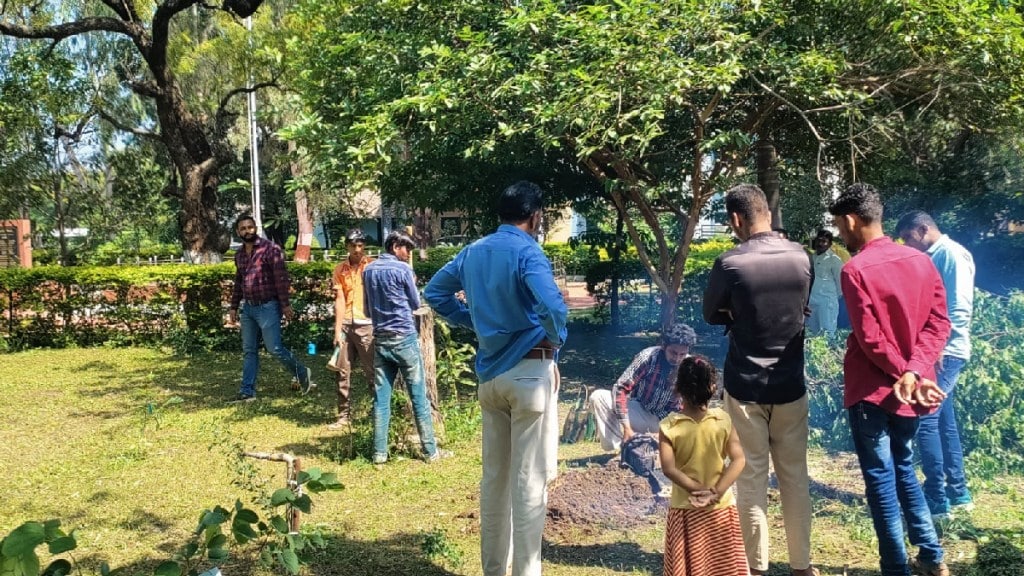 Sandalwood tree was taken and cut