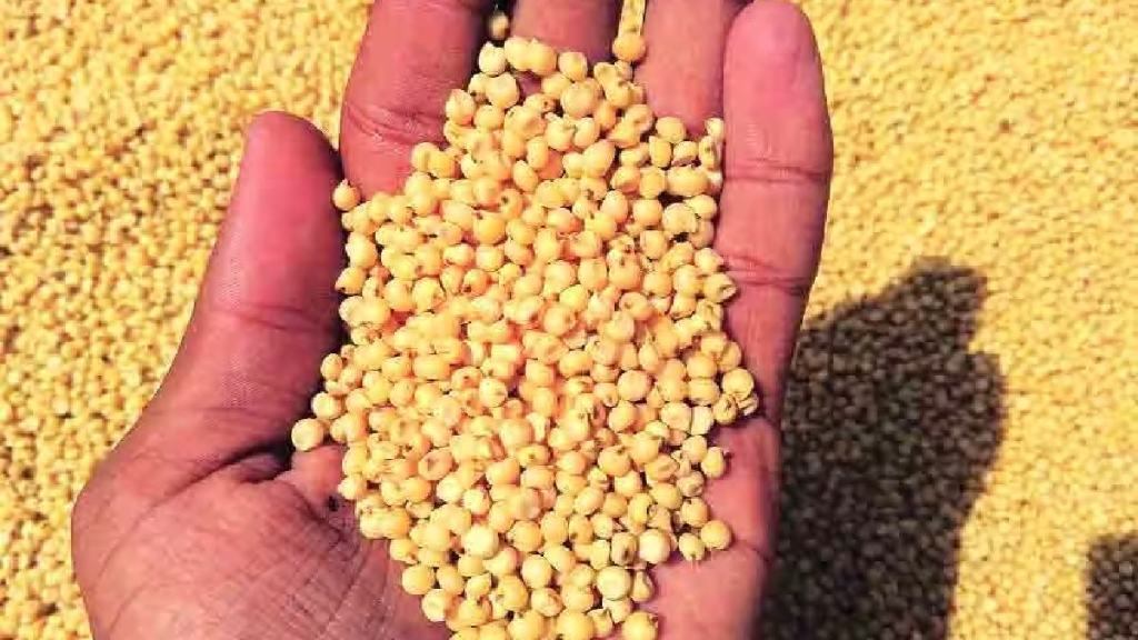 Sorghum price has increased