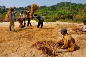 price of rice crop