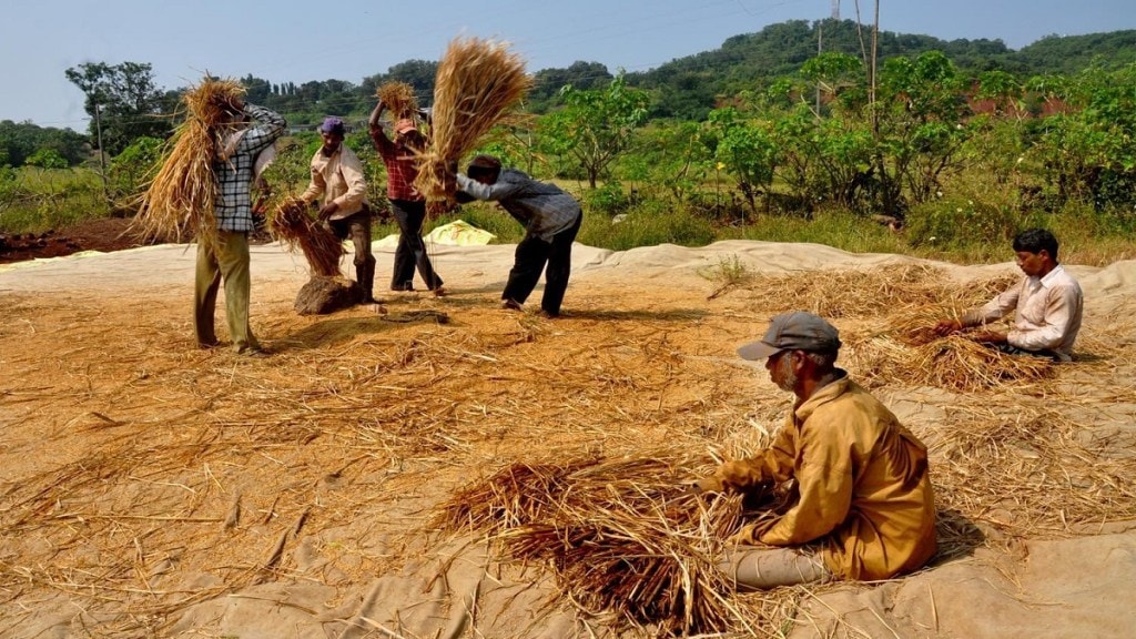 price of rice crop