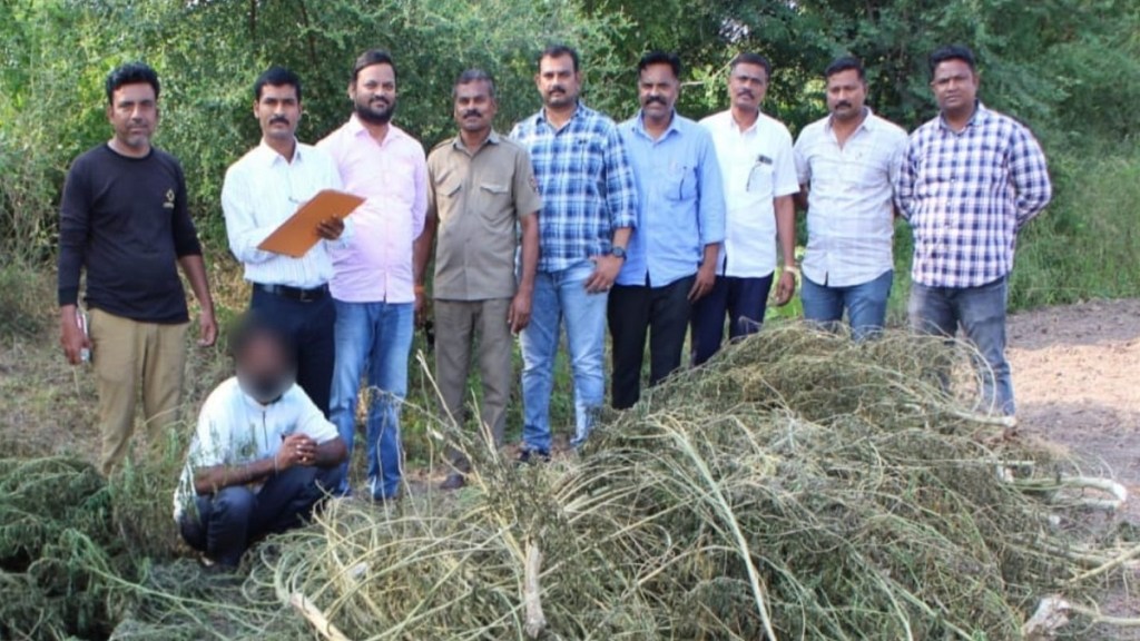 Ganja cultivation near Dhule