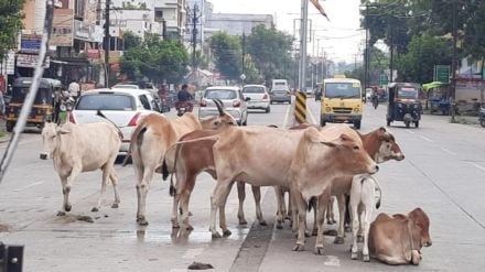 cases filed against animal owners