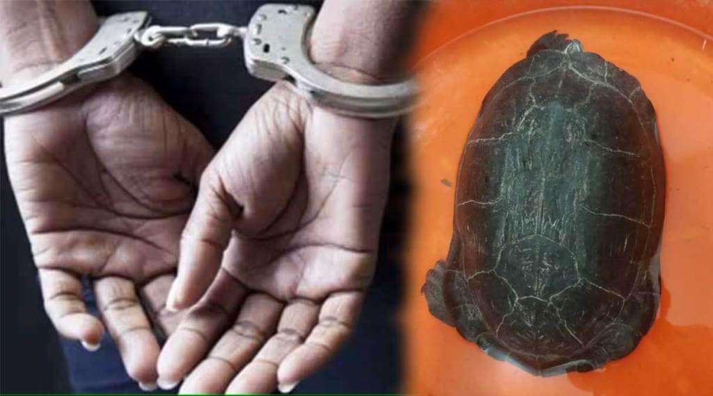 youth arrested for turtle smuggling