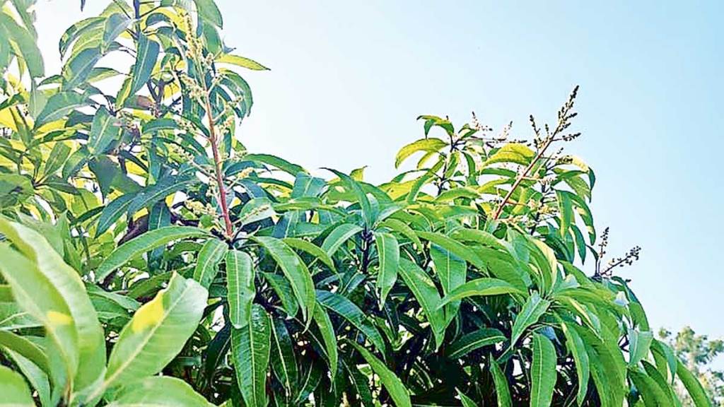 kesar mangoes trees started flowering