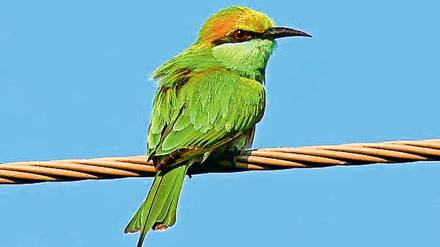 green bee eater bird information