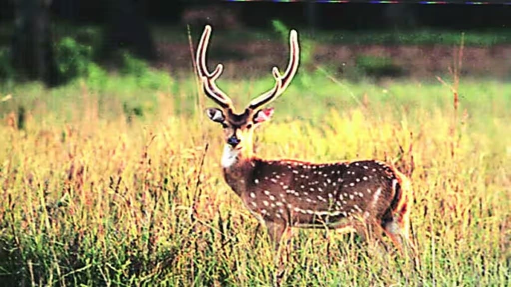 Chital Deer, Wardha Forest Department, Meat of Chital Deer