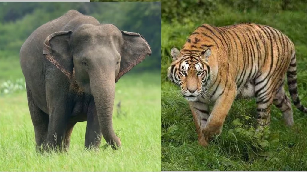 ational wildlife week 2023, chandrapur tiger and elephant dies, elephant dies due to electrocution