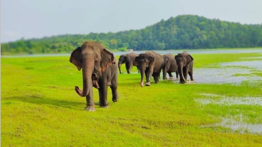 Forest Department Neglects Elephant Camp, Karnataka Elephant in Gadchiroli