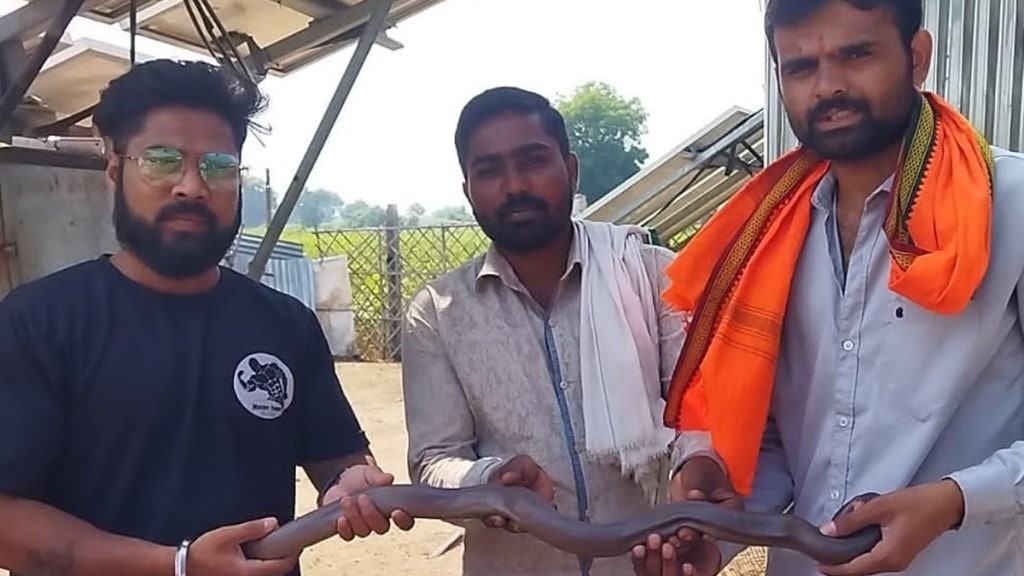 akola, sand boa snake, sand boa snake found in farm