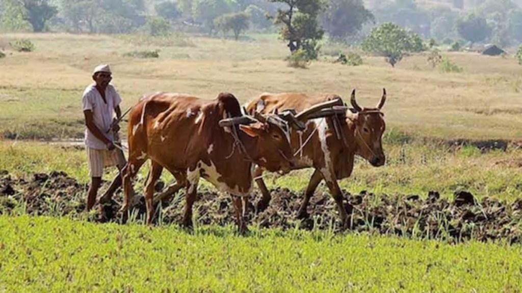 farmers, amravati, crops, farming, agricultural work