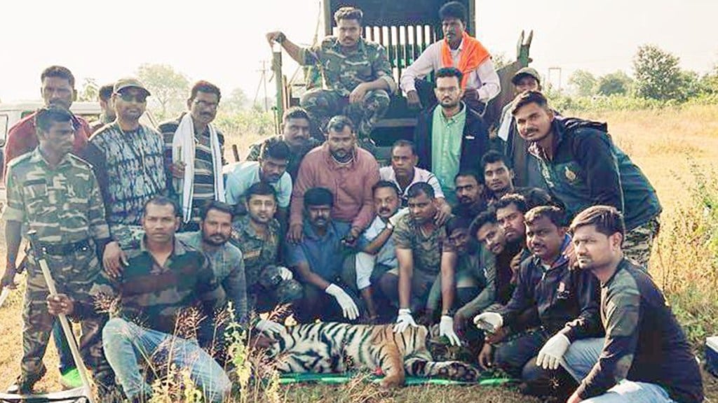 woman killed by tigress, t 13 tigress trapped in nagpur