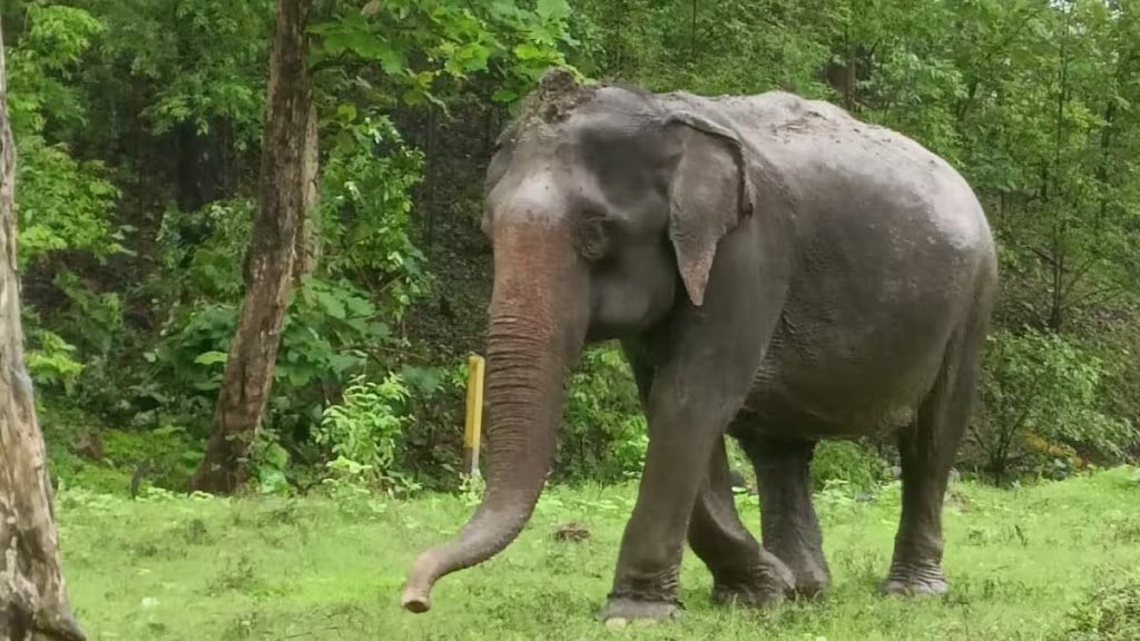 elephant attack news in marathi, elephant attack in kolhapur, forest guard died in elephant attack