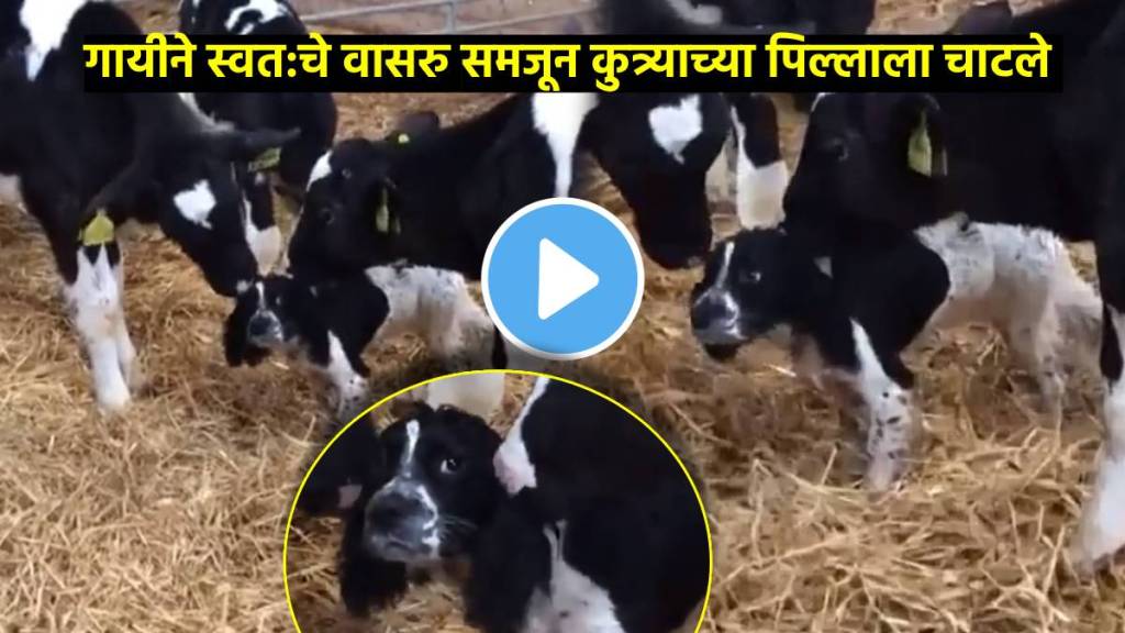 three cow mistakens puppy as their calf licks watch viral video