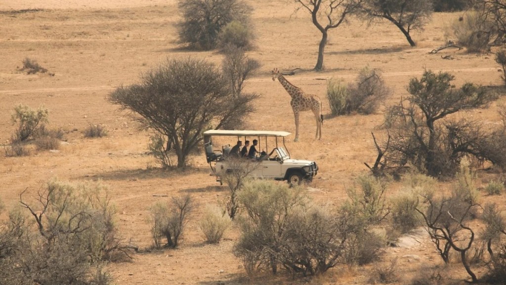 grassland safari