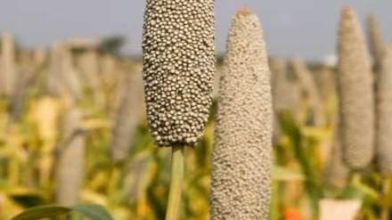 millet health benefits