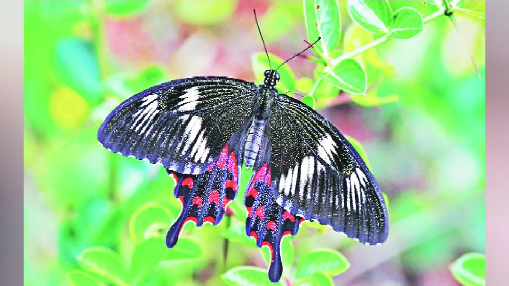 Kutuhal Migration of butterflies from sea