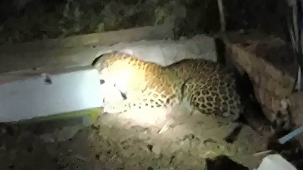 leopard attacks chickens