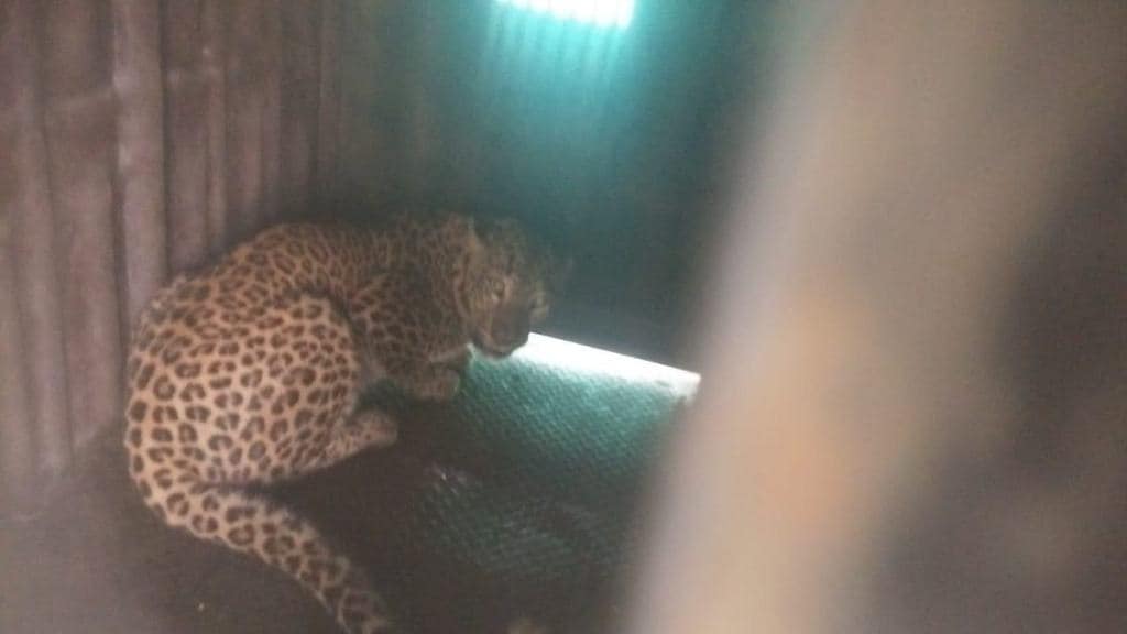 leopard seen by villagers in Vilholi area