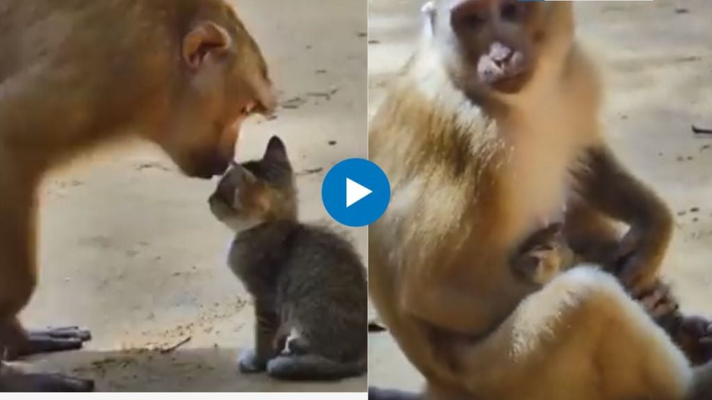 monkey kisses cat made her sit on his lap people got emotional after watching cute video