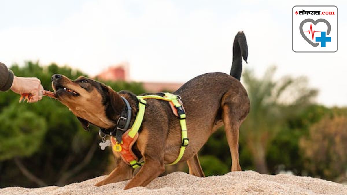 Dog bite treatment in sale marathi