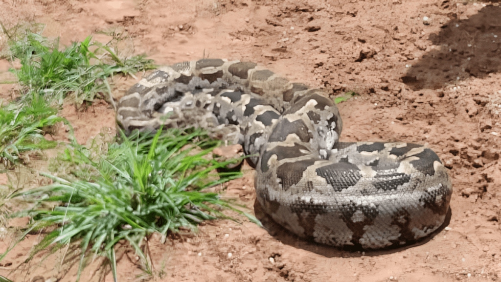 Villagers danger giant anaconda-like python seen siphon drain sivani javari village gondia