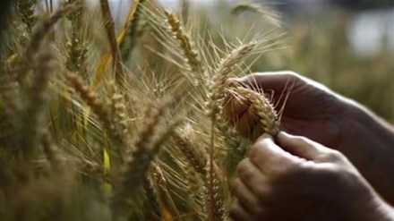 rain hits on rabbi crop