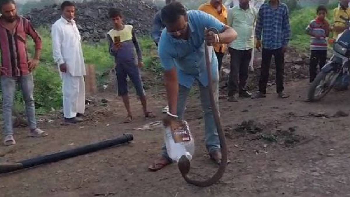 buldhana, amboda village, snake rescue, farm