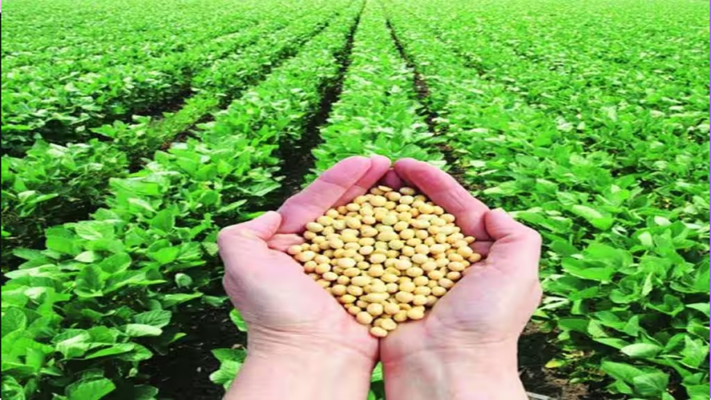 Diwali farmers rush sell farm produce, soyabean purchased large amount