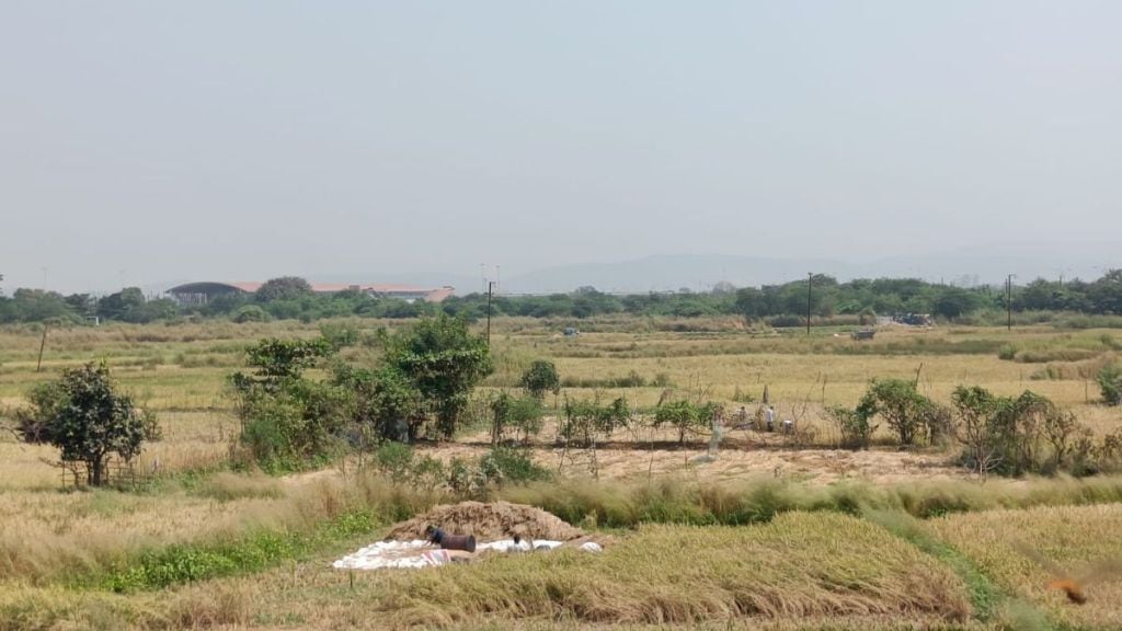 Simultaneously harvesting and threshing of paddy crops