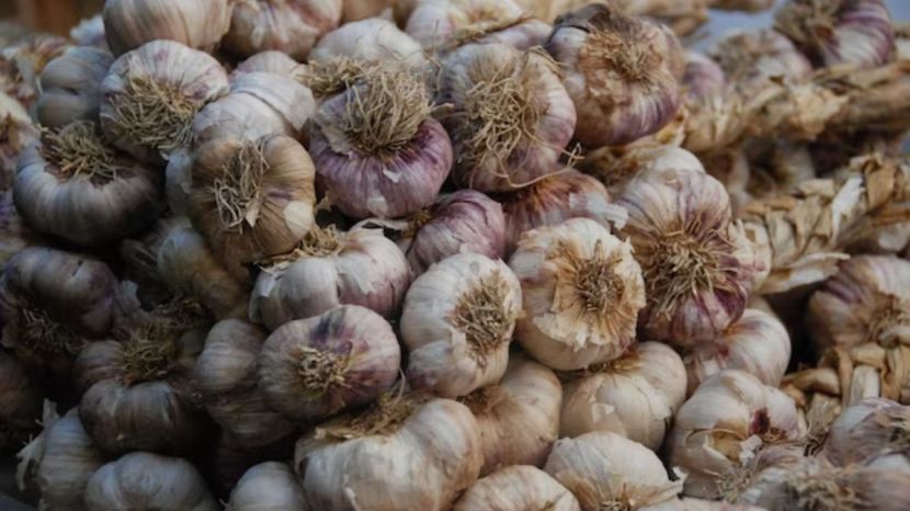 Garlic Farming