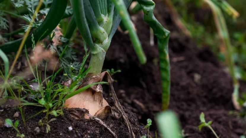 Garlic Farming