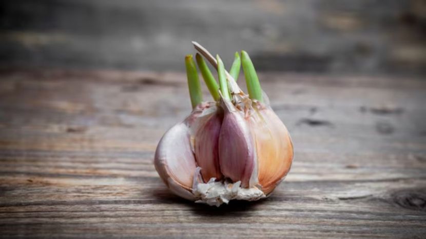 Garlic Farming