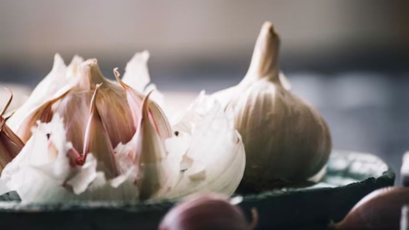 Garlic Farming