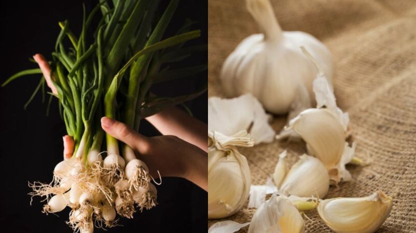 Garlic Farming